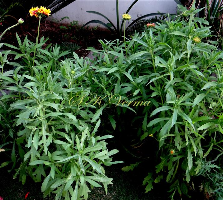  Plants with radiant capitula